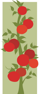 在葡萄藤上的西红柿图片