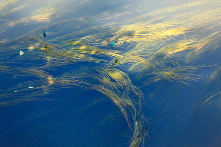 藻类植物河里的水藻河里的水藻河绿色的海藻海带鱼墨西哥玛雅里维埃拉