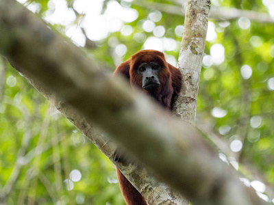 红吼猴, Alouatta Seniculus, 亚马逊, Yasuni 国家公园, 厄瓜多尔