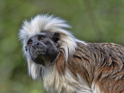 棉顶 Saguinus 的肖像, 俄狄浦斯