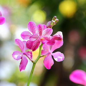 兰花鲜花盛开的花园里