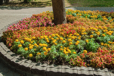 欧洲城市街道景观花卉花园