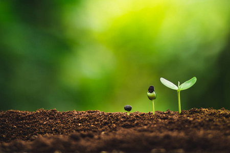 植树浇水幼苗生长植树树自然光线浇水照片