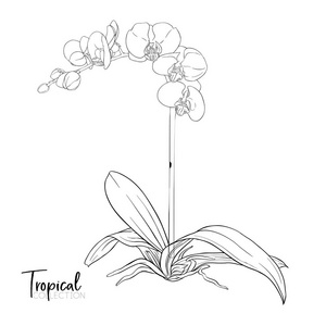 热带植物。植物学风格中的矢量插画