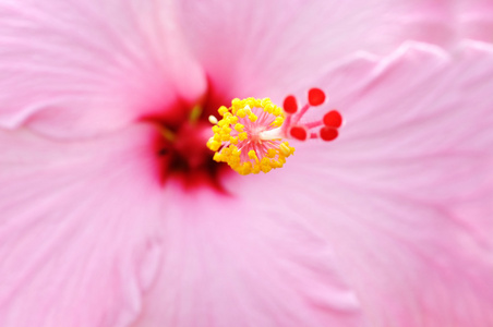 Hibiscus 