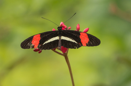 红色 黑色和白色的蝴蝶