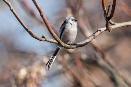 长尾或 bushtit Aegithalos caudatus 栖息在树枝上, 背景模糊。短喙长窄尾的小光鸟