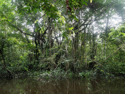 亚马逊雨林, 黑河, Yasuni 国家公园, 厄瓜多尔