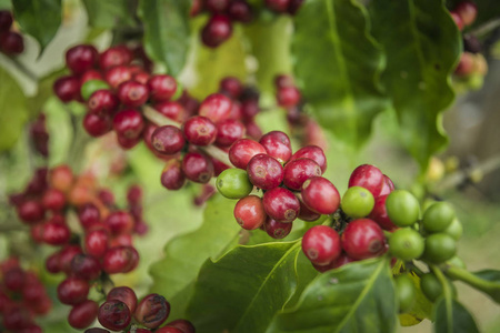 咖啡豆在泰国北部的树上成熟.新鲜咖啡豆照片