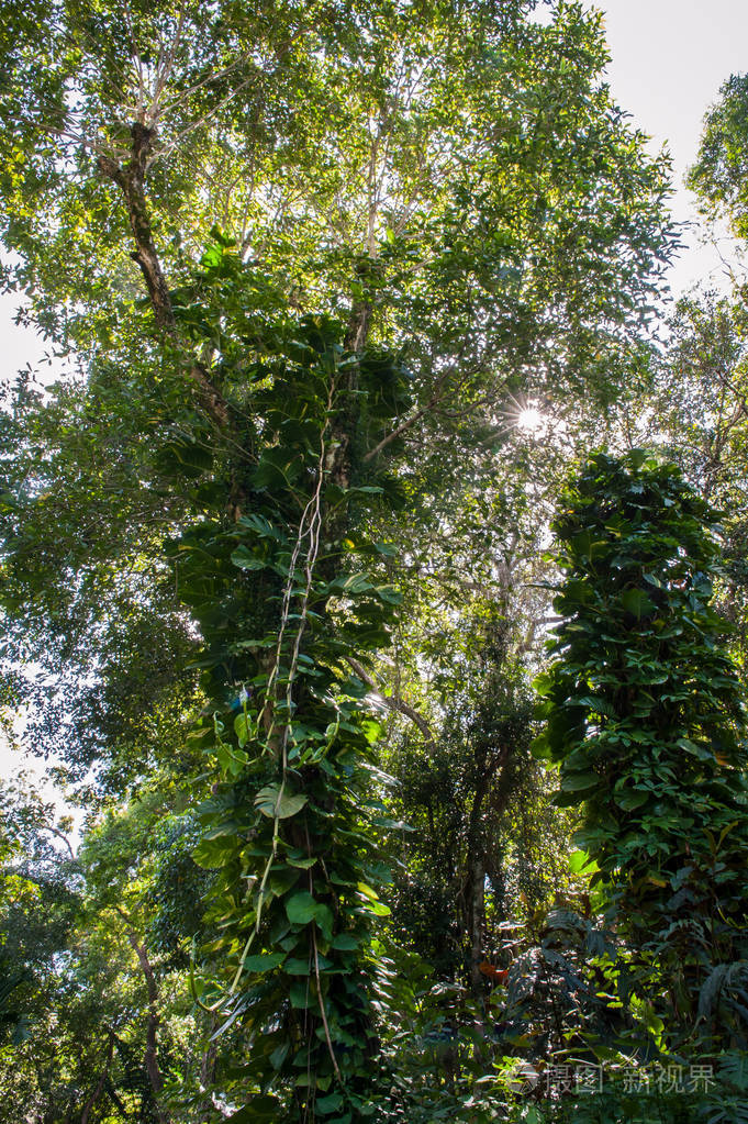 热带森林中的藤蔓和高大的树木