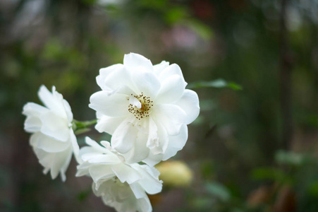 花园的白玫瑰