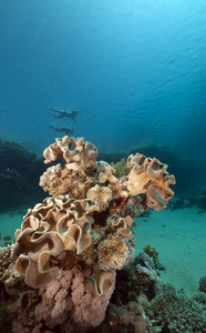 粗糙的皮革珊瑚和 snorklers 在红海