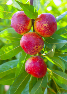 油桃果实用红颜色的一棵树上