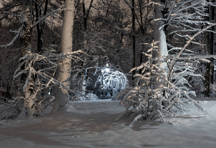 美丽的夜冬伊万弗朗哥公园在利沃夫市中心 乌克兰 与积雪覆盖的树木和长凳