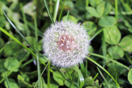 蒲公英草花籽球在花园里