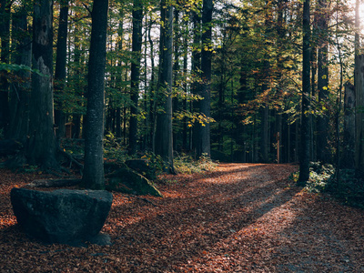 林路径。美丽的秋天森林景观