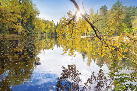 秋天一棵树与明亮枝叶倒映湖中，