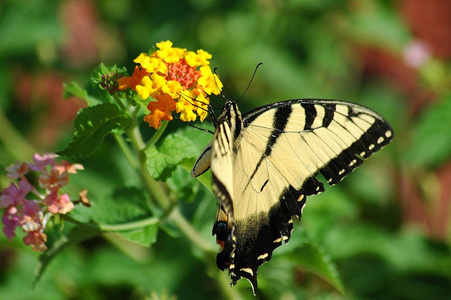 美丽的老虎凤蝶蝴蝶在庭院区域背景