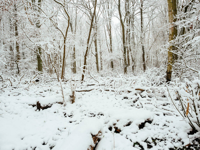 公园, 白雪皑皑的森林边缘。白雪白色的毯子和白色的天空