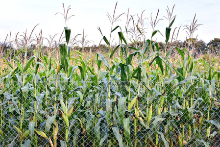 篱笆后面的玉米田