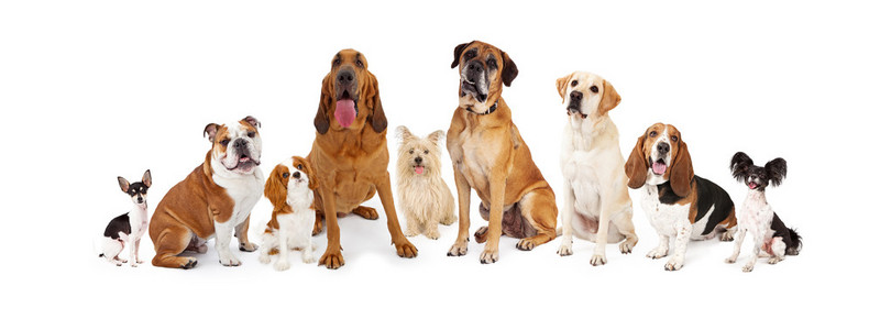 大型犬图片 大型犬素材 大型犬插画 摄图新视界