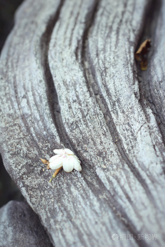 木材的背景上的白花