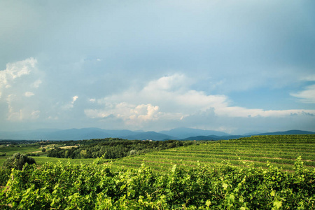 暴风雨即将来临领域的 Collio，意大利葡萄园