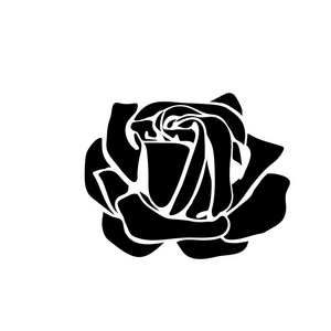 玫瑰的身影