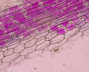 接近粉红色植物细胞发现与显微镜