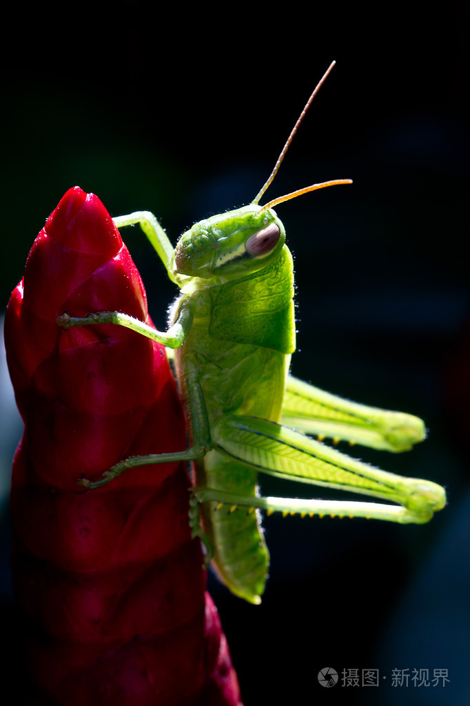 绿色蝗虫若虫