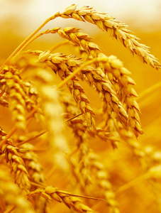 麦田.成熟的麦穗的背景.收获和食品的概念照片