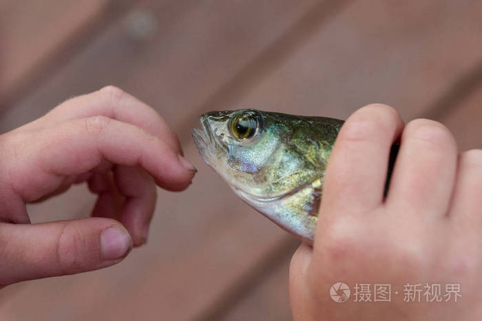 孩子正在抓着新鲜的鱼鲈鱼钓鱼