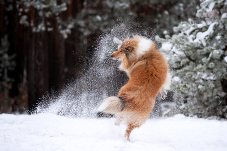美丽的红色蓬松狗牧羊犬在雪原玩