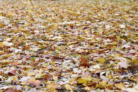 大量的秋天和发黄的落叶在地上。秋季背景纹理