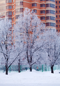 白雪皑皑的冬季风景图片