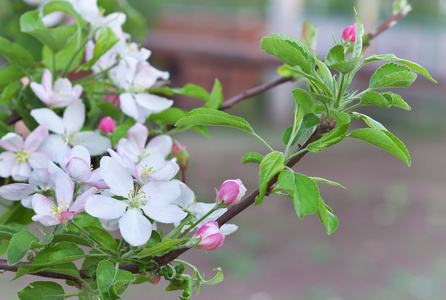 开花蟹苹果树上的花图片