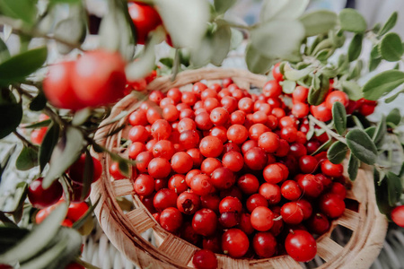 红 Lingored 越橘在森林里。橘欧亚植物群, 森林越橘 nberry。橘欧亚植物区, 森林越橘