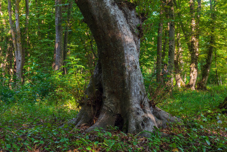 森林里的老茂密的树