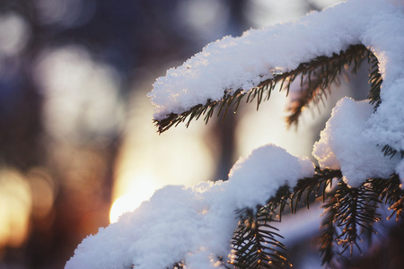 新鲜的雪，在夕阳的美丽圣诞树常绿云杉上