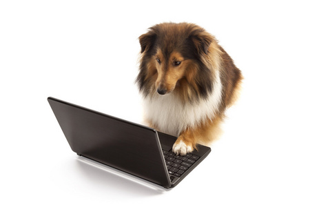 狗使用的便携式计算机