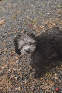 迷你贵宾犬小狗图片