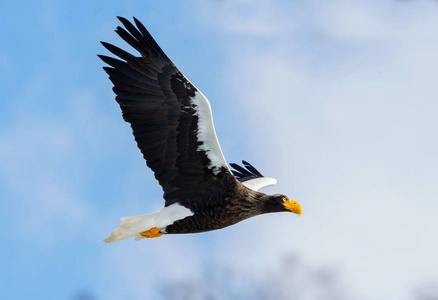 翱翔的雄鹰图片