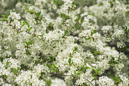 樱桃树花