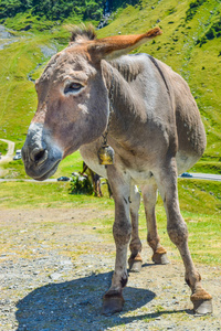 位于罗马尼亚的 Transfagaras 山路附近的驴
