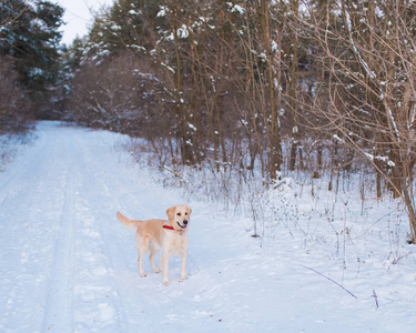 在冬天躺在雪地上的猎犬狗