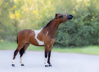 skewbald 美国迷你马站在自然背景下的全身肖像照片