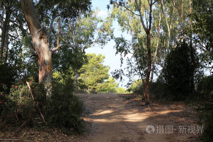 在以色列北部的山区道路