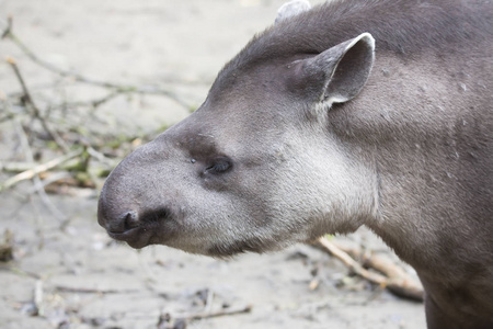 纵向南美貘, Tapirus 蒺藜