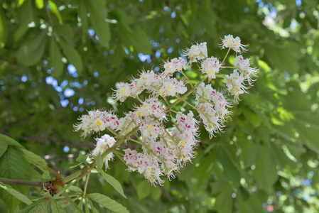 板栗的花枝