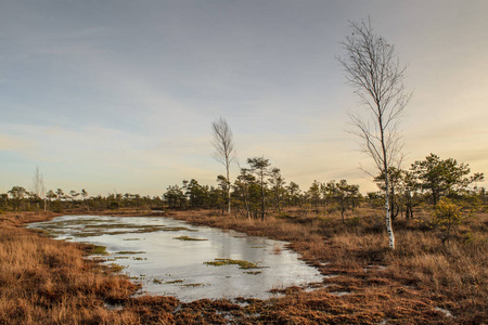 伟大的 Kemeri 沼泽木板路在 12月, Kemeri 国家公园, 拉脱维亚
